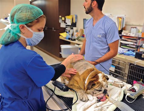 Urgent vet care - A Special Approach. We don’t just provide exceptional care to every pet we see. We work to reimagine how to build a better animal hospital. One with the right tools, the right technology, the right systems and protocols, and one that always has the right priorities. You will find a team that is driven by compassion and committed to excellence.